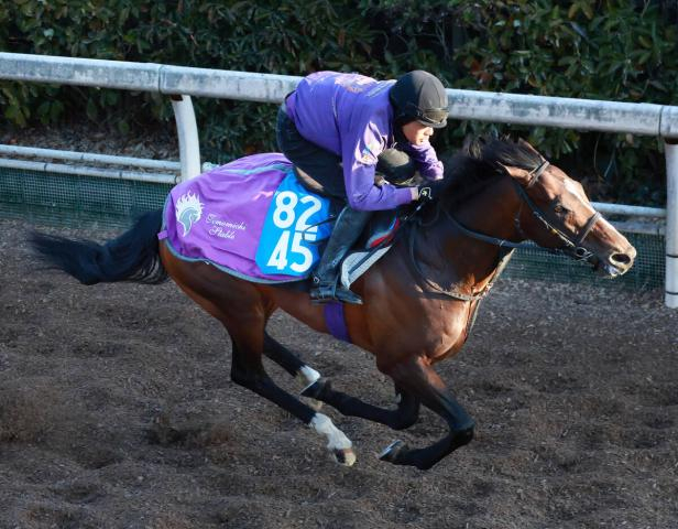 【ダイヤモンドS】スティンガーグラスが転厩時から決まっていた大目標へ復帰戦　友道調教師「長いところ向きの体」