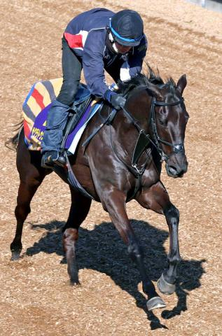 【フェブラリーS】芝重賞2勝馬が不気味な砂初参戦へ木曜追い　「昨年ぐらいから…」サクラトゥジュールの堀調教師