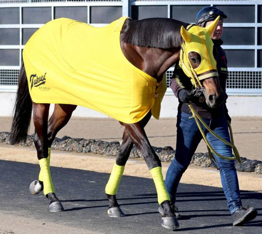 【フェブラリーS】「他の有力馬を見ながら行ける」高木調教師は14番枠に納得　ウィルソンテソーロ決戦前日に現地入り予定
