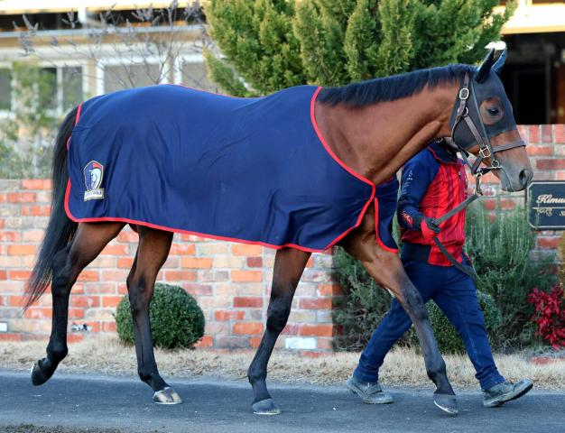 【フェブラリーS】「いつものコスタノヴァになれば十分勝負になる」と陣営　12番枠から連覇へブリンカー初装着