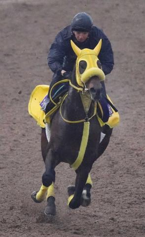 【フェブラリーS】(14)ウィルソンテソーロ　もう少し内が良かったけど…高木師「追い切り後も順調」