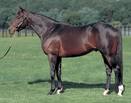 【悲報】ディープ孫、13000頭もいてGI複数勝ち牡馬がエバヤン1頭しかいない