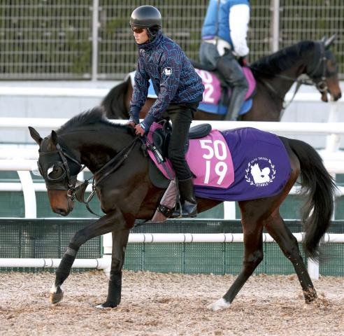 【チューリップ賞】母シンハライトは10年前にV　アランカールが好仕上がり　斉藤崇調教師「本当にすごくここまで順調」