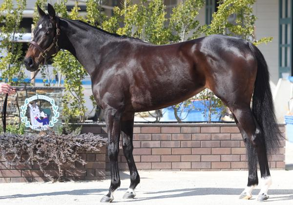 【チューリップ賞予想】タイセイボーグほか有力馬の馬体をチェック！