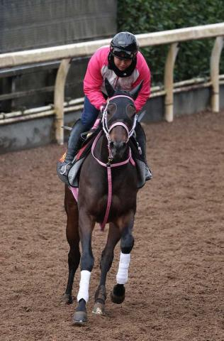【チューリップ賞】タイセイボーグ　譲れない桜切符　今季初戦で重賞初Vへ