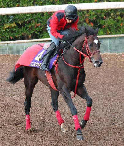 【中山記念】昨年鼻差2着のエコロヴァルツが今年も好気配　陣営「ゼッケンに名前をつけてあげたいですね」