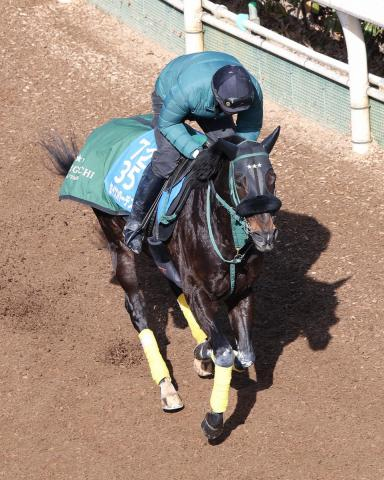 【中山記念】セイウンハーデス　実戦3カ月ぶりも舞台歓迎「1800メートルはベスト」