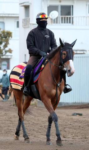 【中山記念】一昨年の2冠牝馬チェルヴィニアが軽快デモ　陣営「日に日に毛づやも良くなって良化傾向」