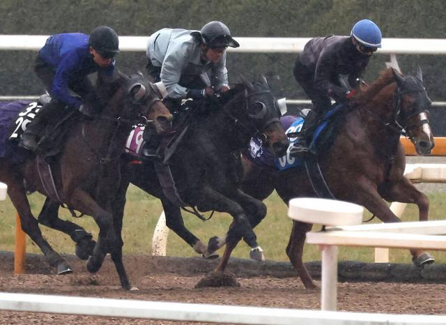 【チューリップ賞】武豊騎手と初コンビのアランカールは3頭併せでラスト11秒5　斉藤崇調教師「取りこぼせない一戦」