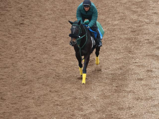 【中山記念など予想】セイウンハーデスなど有力馬たちの状態は？ 調教内容をジャッジ！