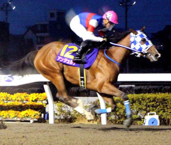 【浦和競馬】アンジュルナがユングフラウ賞を6馬身差の圧勝　桜花賞最有力候補へ