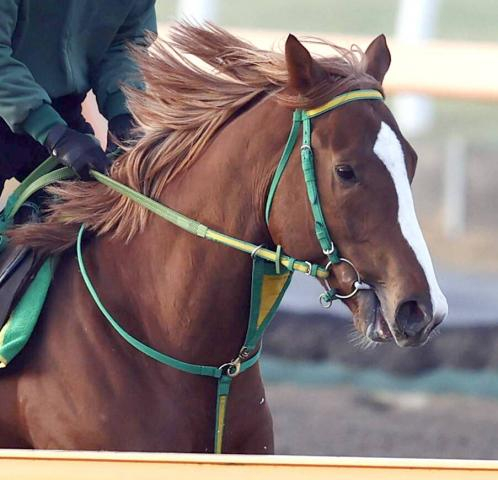 【注目馬動向】ヒヤシンスS3着「ホリエモン」の愛馬イッテラッシャイは伏竜Sが目標