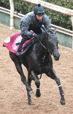 【チューリップ賞】中内田調教師「この子はこの子として」リバティアイランド半妹コニーアイランドは坂路で好時計　