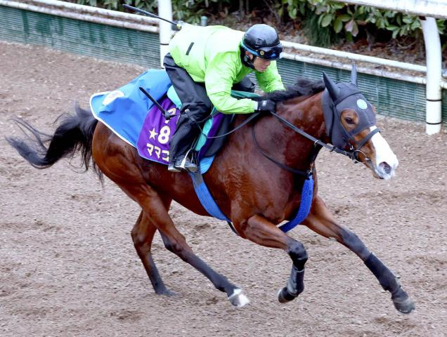 【オーシャンS】ソダシの全妹ママコチャ7歳初戦は得意舞台から始動　池江調教師「そんなに老けた感じはしない」