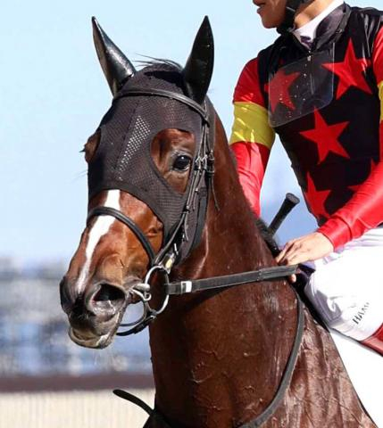 【チューリップ賞】ソルパッサーレは今後を占う重要な一戦　四位調教師「桜花賞の可能性は消したくないですから」