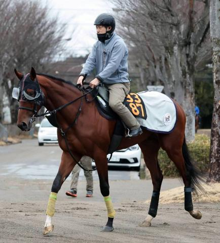 【報知杯弥生賞】「前回以上の走りができるのは間違いない」武井調教師も強気　タイダルロックが京成杯4着から逆襲ムード　