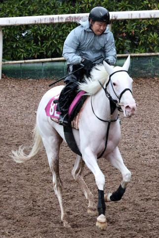 【報知杯FR】ソダシよりママコチャ　白毛のマルガが1400メートルで覚醒へ　陣営「ここで結果が出るようなら」