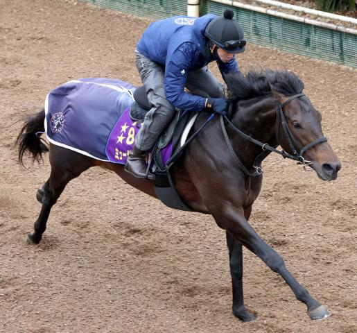 【注目馬動向】ミュージアムマイルは変わらずドバイ・ターフへ　出走しない場合は大阪杯かクイーンエリザベス2世カップ視野