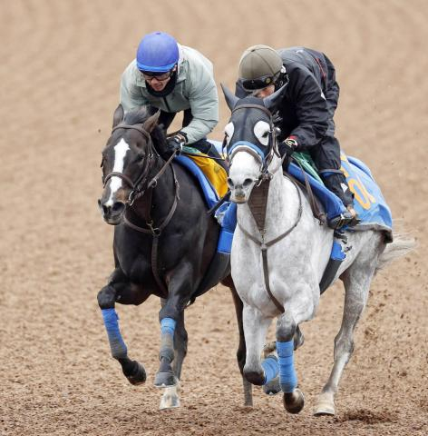 【中山牝馬S】ハンデには「仕方ない」と陣営も納得?　重賞連続2着のアンゴラブラックは活気あふれる動き