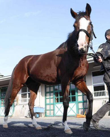「今日は宴だ」「朝から泣いてる」JRA最少体重勝利記録のアイドルホースが初子出産!　ネット狂喜乱舞のメロディーレーン