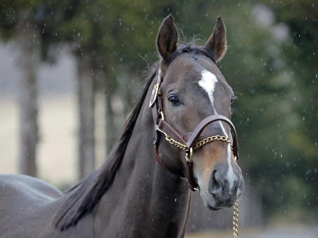 24年フェブラリーS覇者ペプチドナイルがアロースタッドに到着