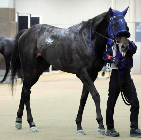 【スプリングS】今週も手塚久厩舎だ!良血アウダーシアがリアライズシリウス&ギリーズボールに続きクラシック出走狙う