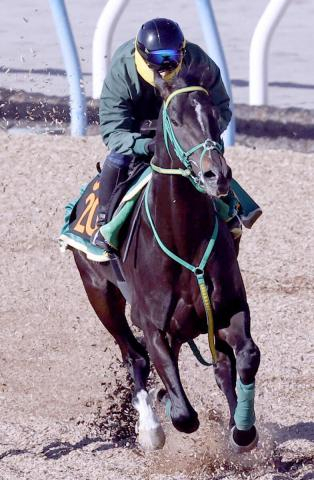 【スプリングS】1800メートルは4戦馬券圏外なしのジーネキング　斎藤誠調教師「1ハロン短くなるのはいい」