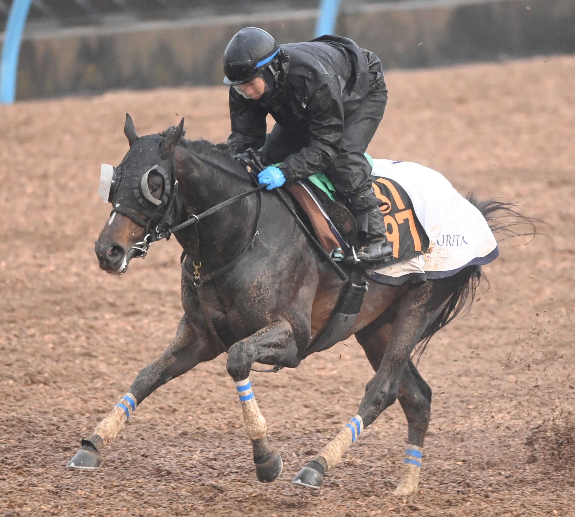 【スプリングＳ】クレパスキュラー　無傷の３連勝でタイトル奪取だ！　栗田師は納得のようす「前走以上に踏み込んだ調整ができている」