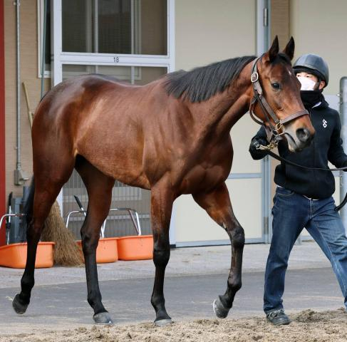 【注目馬動向】報知杯FR8着のショウナンカリスは桜花賞へ　阪急杯2着のララマセラシオンは高松宮記念を予定