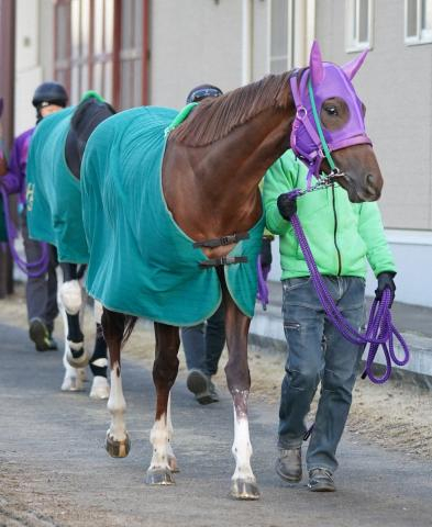 【スプリングS】ガリレア　清水英師は状態に太鼓判「末脚を生かせれば」