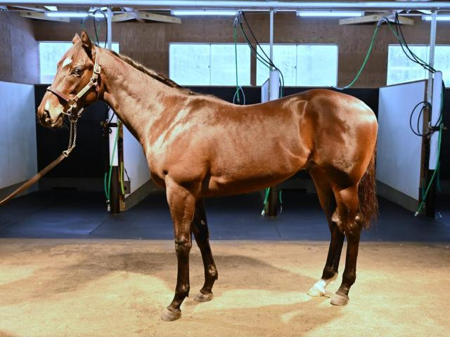 【POG】エフフォーリアの半弟ケイティーズハートの2024が入厩/馬三郎のつぶやき