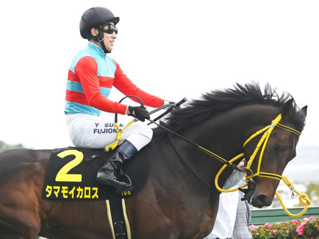 【POG】タマモイカロス距離延長のファルコンSで重賞初制覇へ/馬三郎のつぶやき