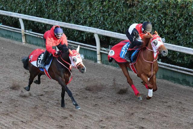 【スプリングS】テルヒコウ　しまい伸び上々1F12秒3　矢作師「動きは良かった」