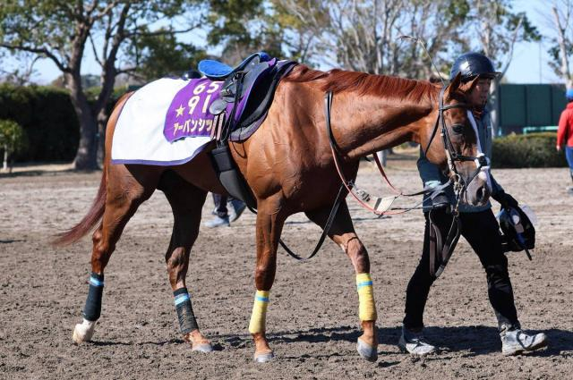 【金鯱賞】アーバンシック意欲の金曜追いで好時計マーク　武井調教師「動きが良かった」