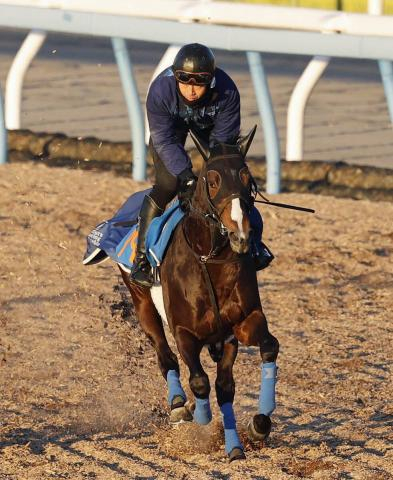 【注目馬動向】日経新春杯4着のマイネルケレリウスは松岡騎手との初コンビで日経賞へ　ラフィアンターフマンクラブが発表