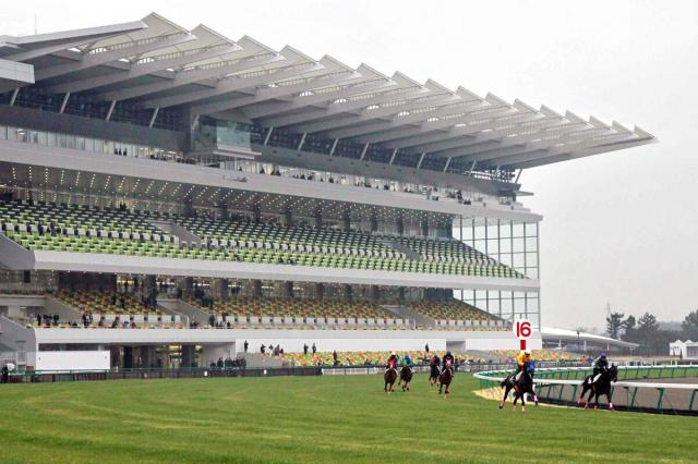 【中京競馬・14日の馬場】芝は昨年の開催後、傷んだ箇所の補修と洋芝の追加播種でおおむね良好な状態　砂はスタミナある先行馬狙い