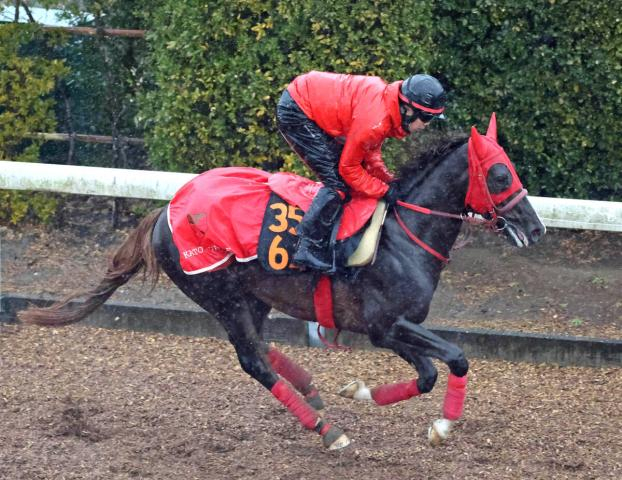 【ファルコンS・イシゴーの特注馬】肉体面での充実ぶり際立つフクチャンショウ　加藤征調教師「非常に調子がいい」