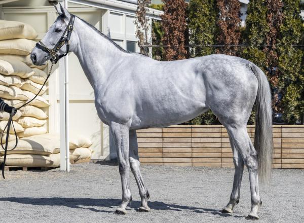 【阪神大賞典予想】ダノンシーマほか有力馬の馬体をチェック！