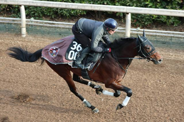 【若葉S】京成杯2着のマテンロウゲイルは皐月賞出走へ勝負駆け　野中調教師「動きや精神面がしっかりしてきた」