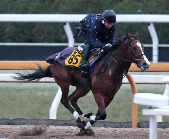 【愛知杯】カルプスペルシュは約1年半ぶりの7ハロン挑戦　陣営「状態面は多少アップ」新境地開拓へ