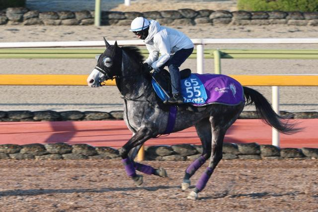 【阪神大賞典】アドマイヤテラ　ローテも距離も申し分なし　武豊騎乗で信頼度上昇