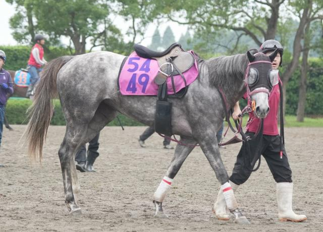 【ファルコンS】ハッピーエンジェル　左回り7F合う　武市師「前走と同じような競馬ができれば」