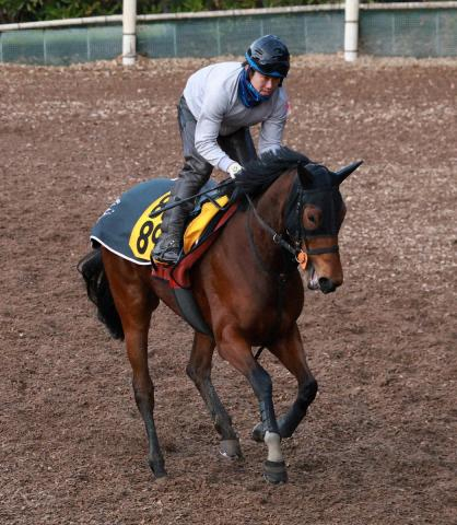 【愛知杯】スリールミニョン　好S決めて反撃だ「体がボリュームアップしてる」