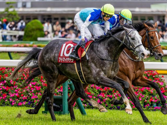 【阪神大賞典予想オッズ】アドマイヤテラが予想1番人気