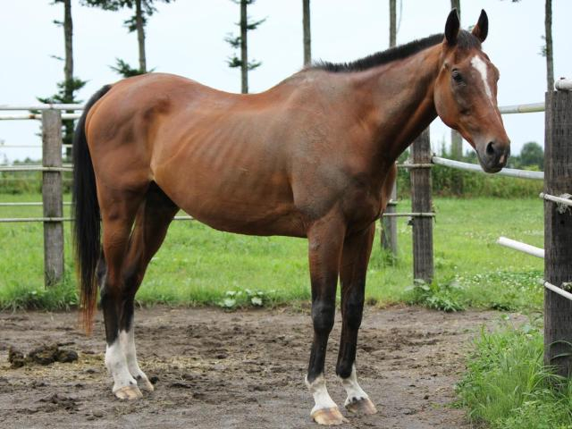 メジロライアン没後10年 横山典騎手とつかんだ最後のVは日経賞