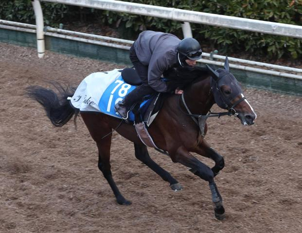 【注目馬動向】マイユニバースは日経賞、テレサは福島牝馬Sで重賞初制覇目指す