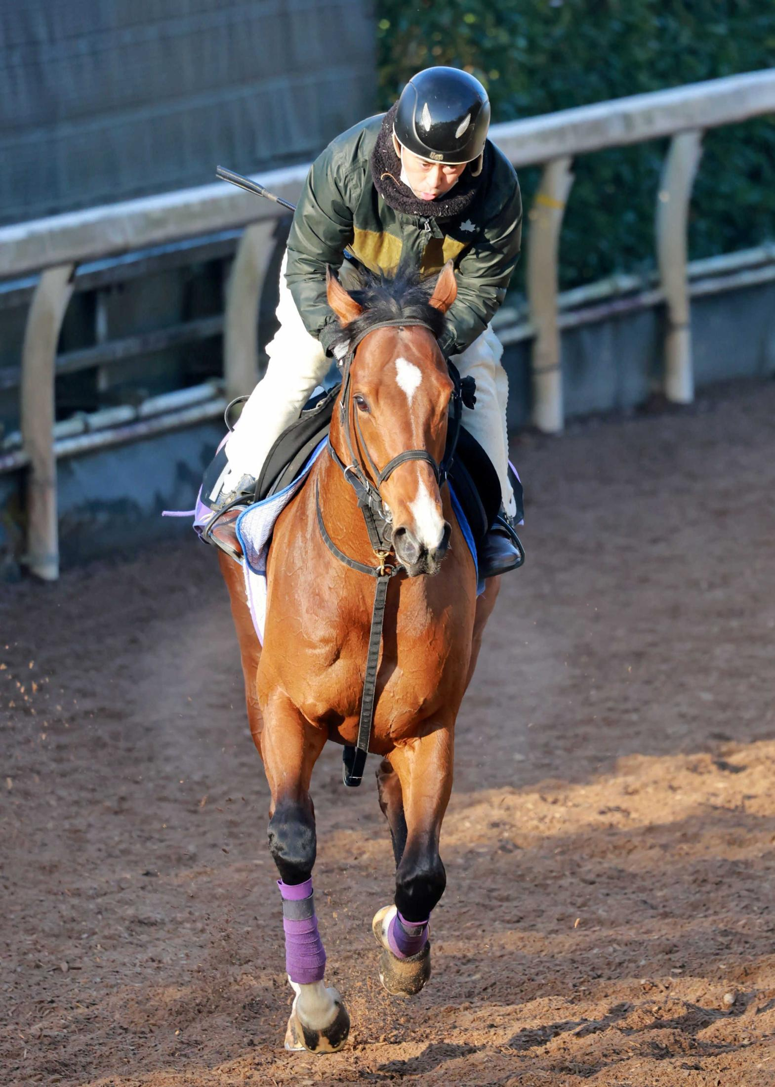 【若葉Ｓ】コロナドブリッジ　誰にも止められない！皐月も権利獲りだ　庄野師も高い素質評価「二の脚が速い。しまいもしっかり伸びる」