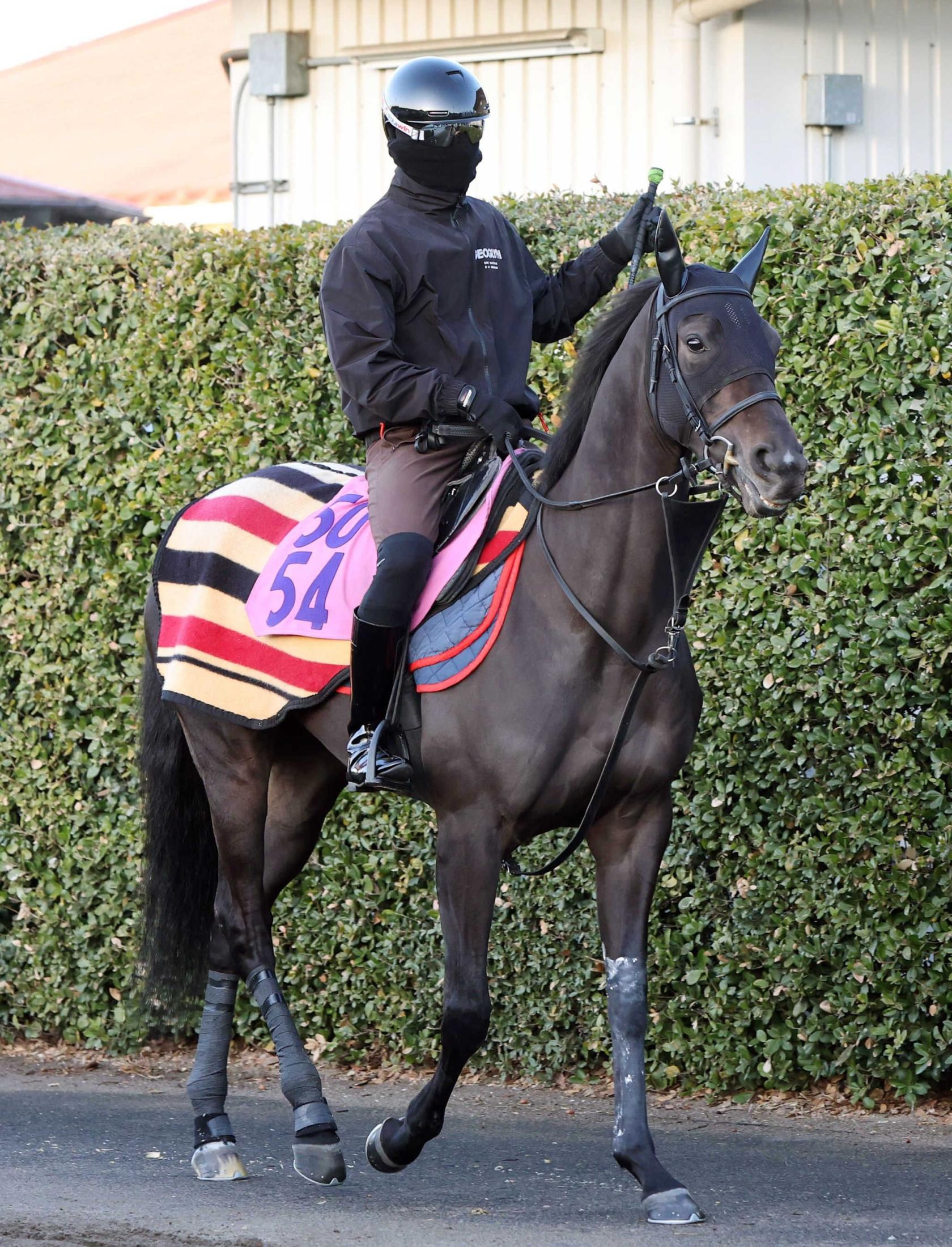 【フラワーＣ】イクシード　イクイノックスの全妹！デビュー戦で魅せた非凡さ　キャリア１戦での重賞挑戦も太田助手「現状でどんな走りを見せてくれるか」