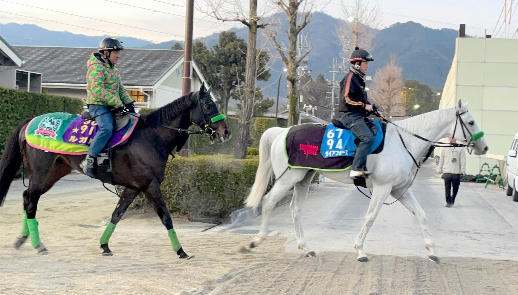 【ドバイＷＣデー諸競走】杉山晴勢２頭ガイアフォース＆ルガルが国内最終追い切り　杉山晴師「２頭ともいつも通り」