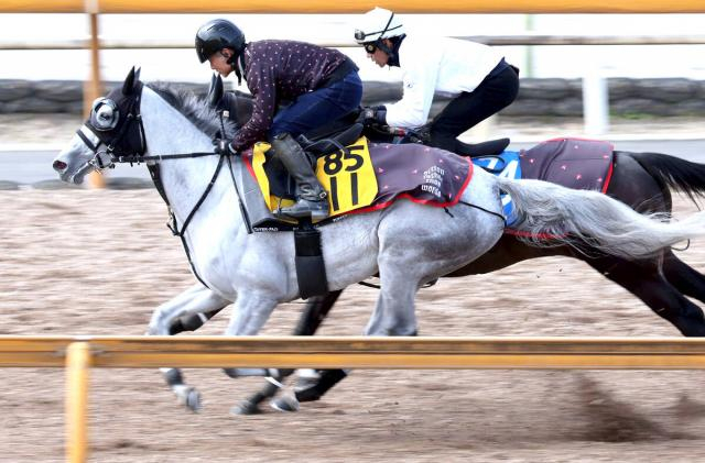 【阪神大賞典】芦毛の紅一点アクアヴァーナルがレース史上初の牝馬Vへ　四位調教師「ここでどれくらいやれるか」